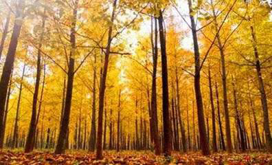 20101011004059886.png